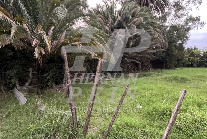 saavedra-saladillo-02