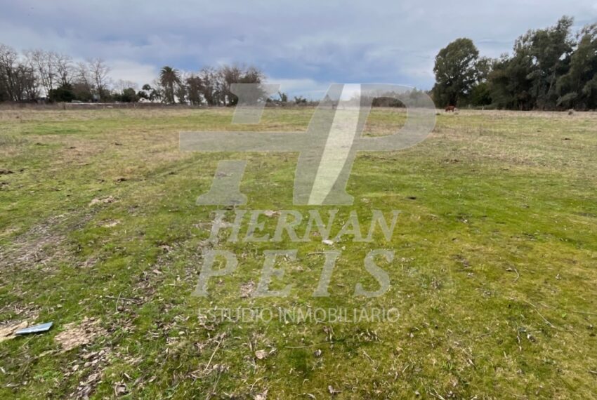 lote-delia-saladillo-03
