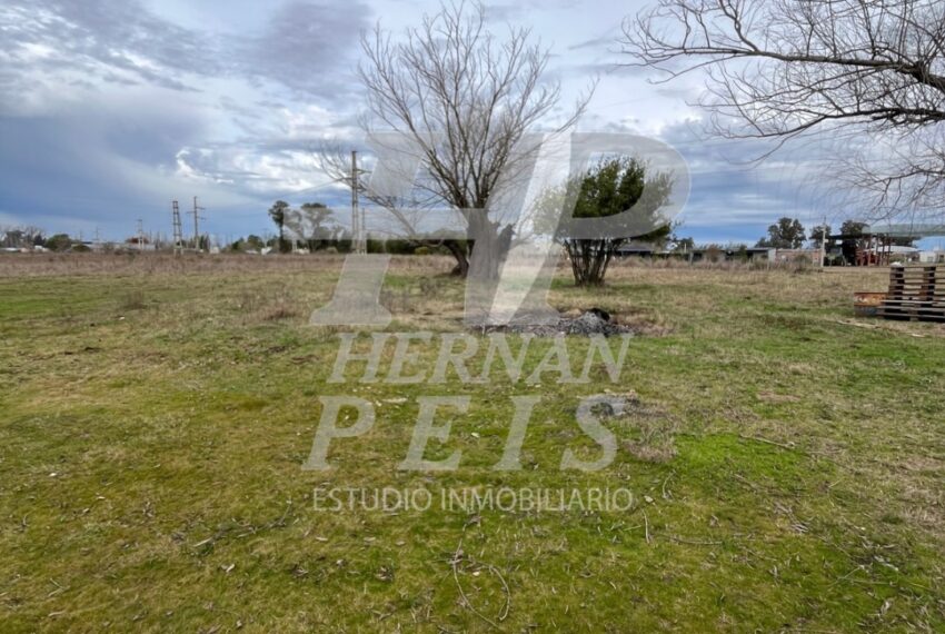 lote-delia-saladillo-04