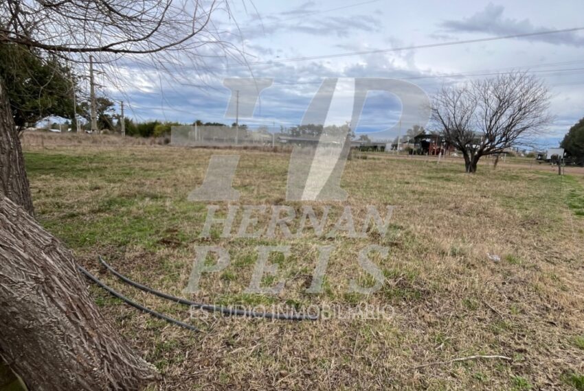 lote-delia-saladillo-05